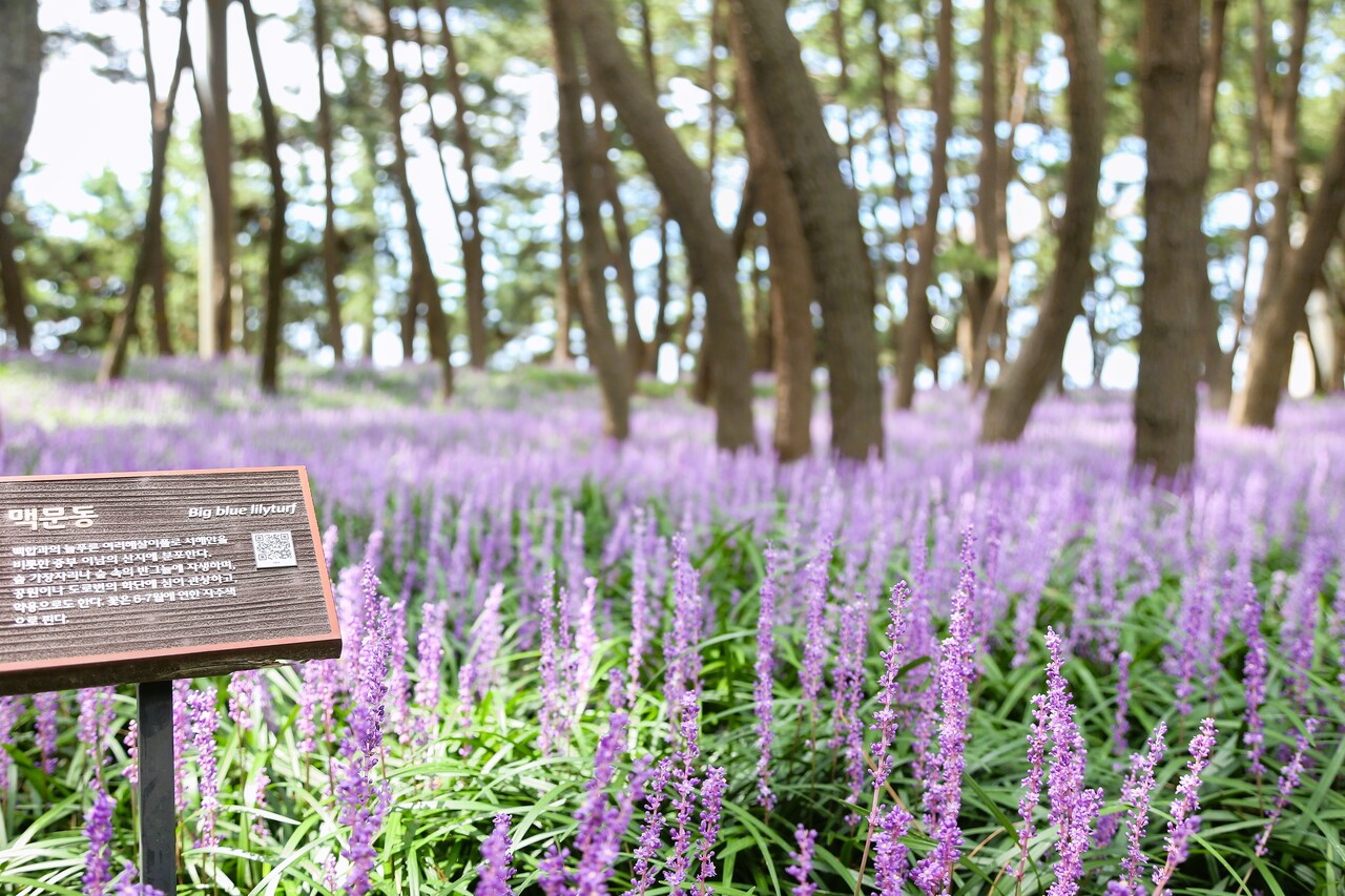활짝 핀 맥문동 꽃. 서천군 제공.