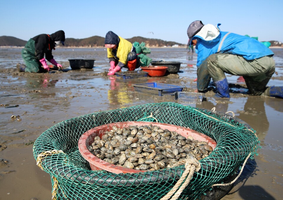 바지락 채취 모습. 자료사진. 기사와 무관.  