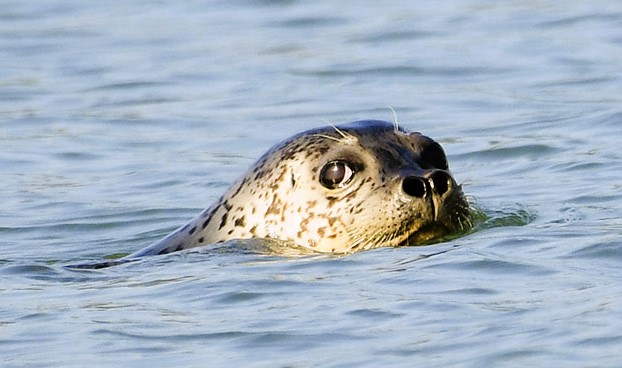 2023년 7월 28일 발견된 점박이 물범. 서산태안환경교육센터 제공.