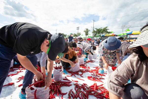지난 2019년 열렸던 '청양고추 구기자 축제' 모습.  '천원의 행복 고추를 담아라 프로그램'에 참여한 관광객들이 고추줍기 삼매경에 빠져있다. 자료사진. 