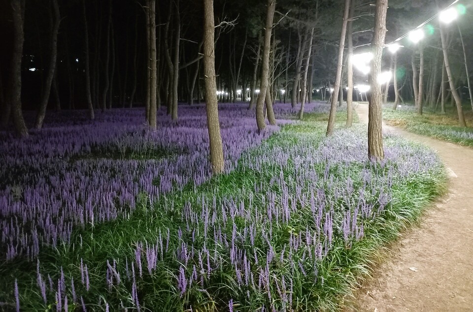 맥문동 축제장 야간조명. 서천군 제공.