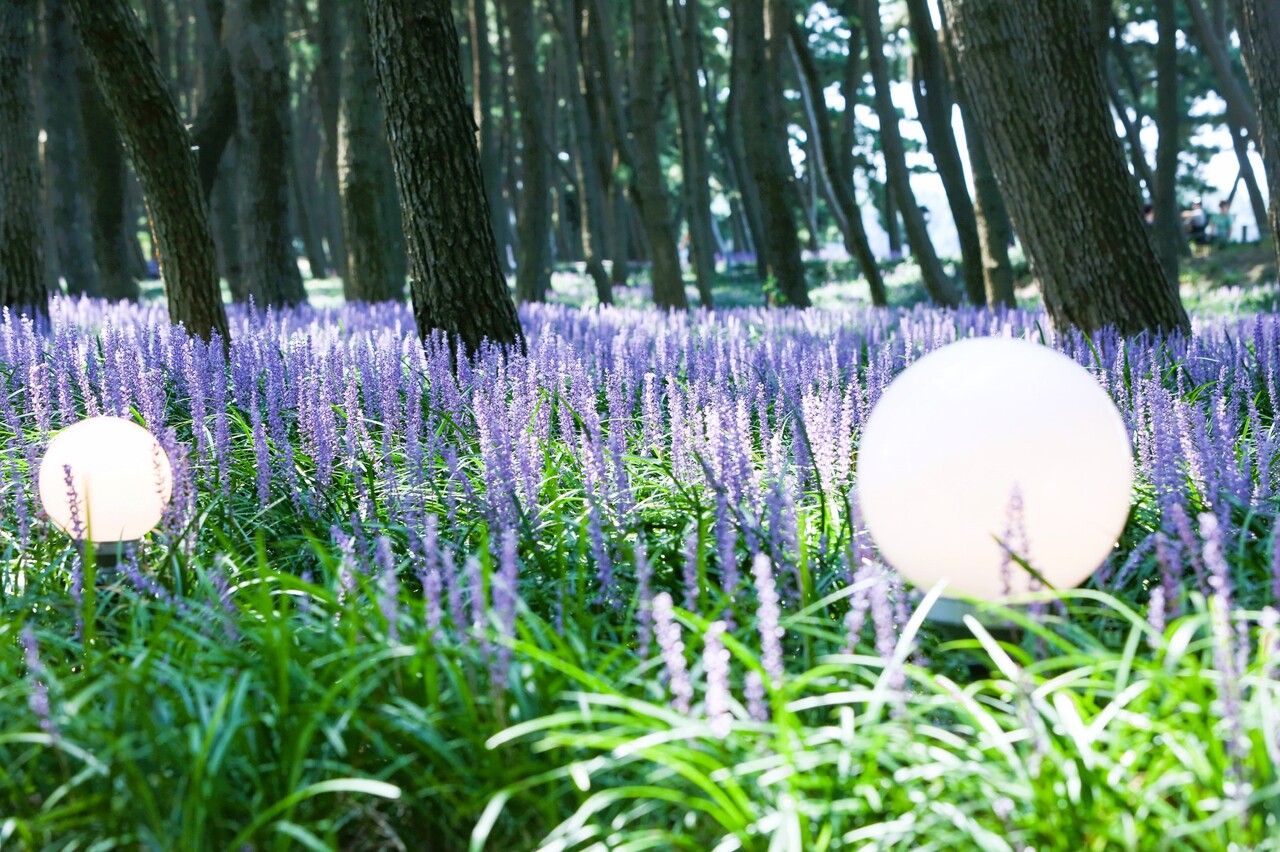 장항송림산림욕장에 펼쳐진 맥문동 꽃. 서천군 제공.