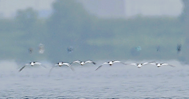 검은머리물떼새. 당진시 제공.