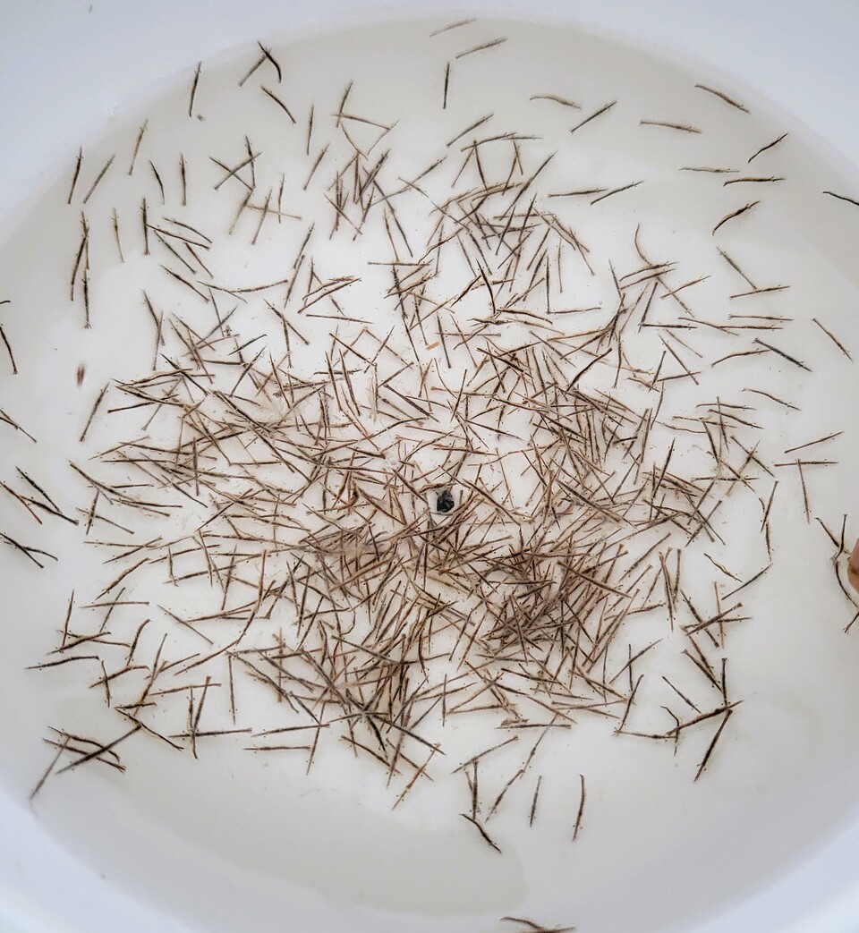 블랙타이거 새우 종자. 당진시 제공.