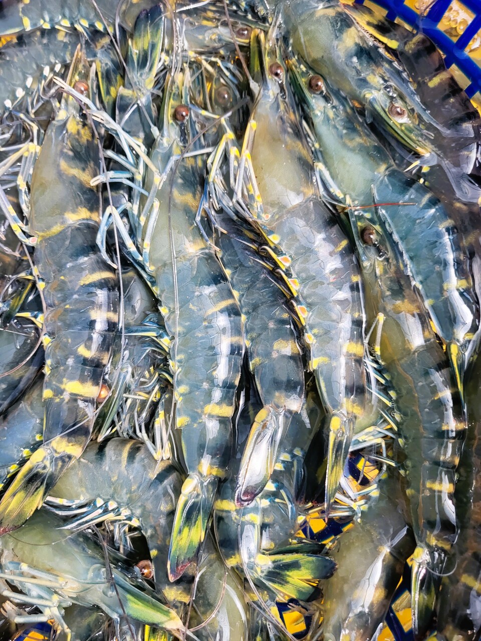 블랙타이거 새우. 당진시 제공.