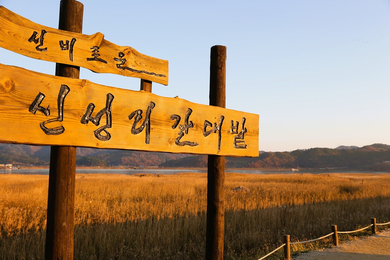 신성리갈대밭. 서천군 제공.