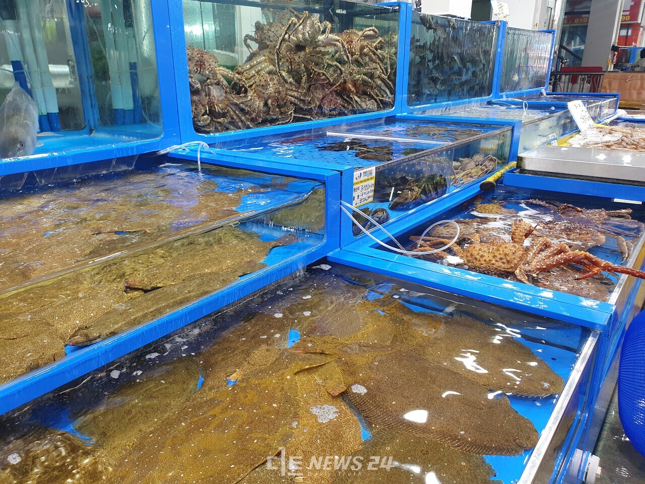 보령 대천항시장에서 판매되는 광어와 대게들. 싱싱함을 자랑하지만 손님들의 발길이 끊기면서 수족관 안에서 죽는 경우도 있다고 한다. 김다소미 기자. 