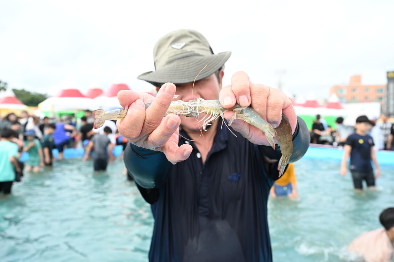 전국 최대 규모의 대하 축제는 홍성 남당항 대하축제다. 펄떡이는 대하 맨손 잡기 체험이 인기다. 홍성군 제공. 