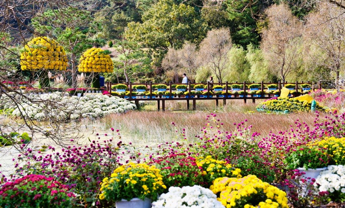 태안국화축제. 태안군 제공.
