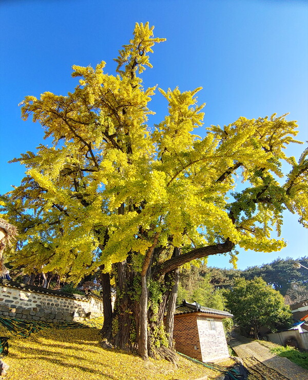 청양군 남양면 봉암리 은행나무가 충남도 문화유산으로 지정됐다. 사진은 은행나무 모습. 청양군 제공.