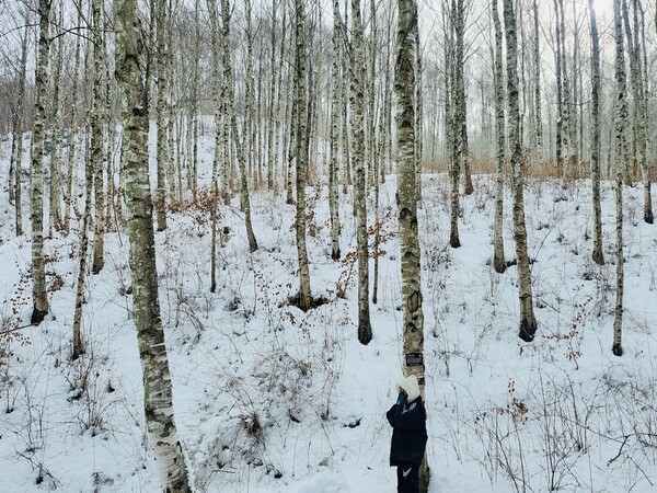 하얗게 눈이 내린 국립김천치유의숲 자작나무숲 설경. 국립김천치유의숲 제공