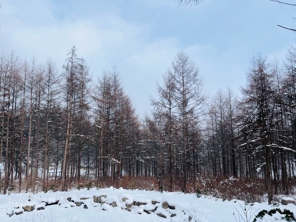 ​​하얗게 눈이 내린 국립김천치유의숲 자작나무숲 설경. 국립김천치유의숲 제공