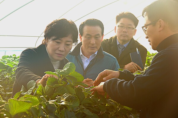 딸기농장을 방문한 송미령 농림부 장관(좌측)과 백성현 논산시장(가운데).