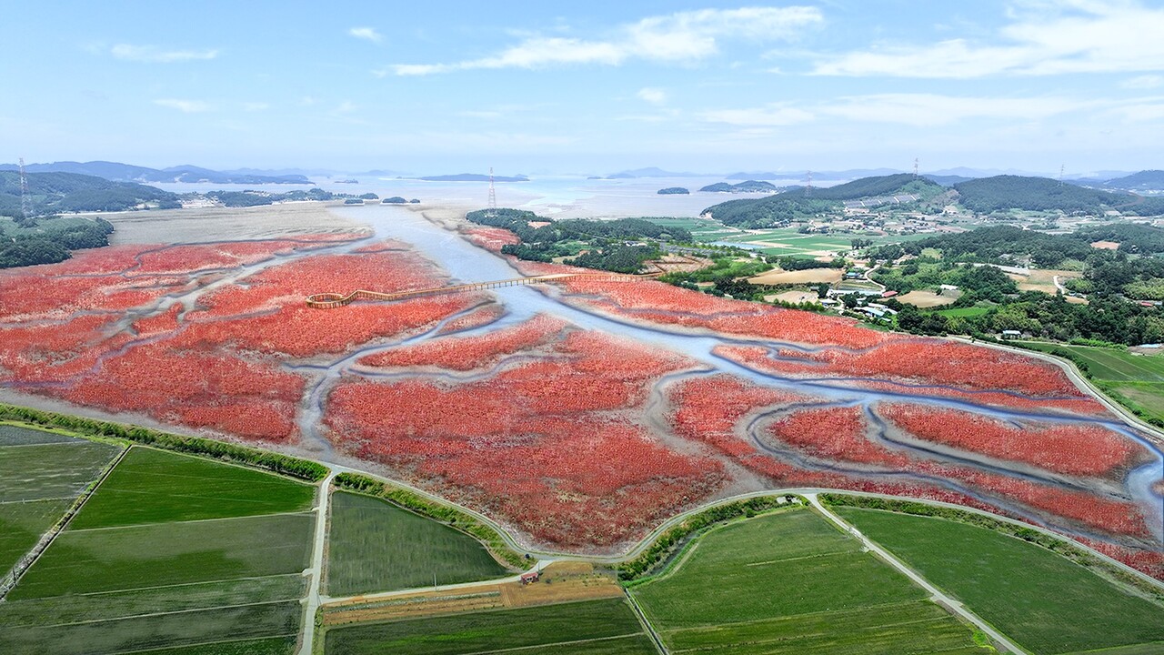 가로림만 갯벌식생 복원사업 조감도