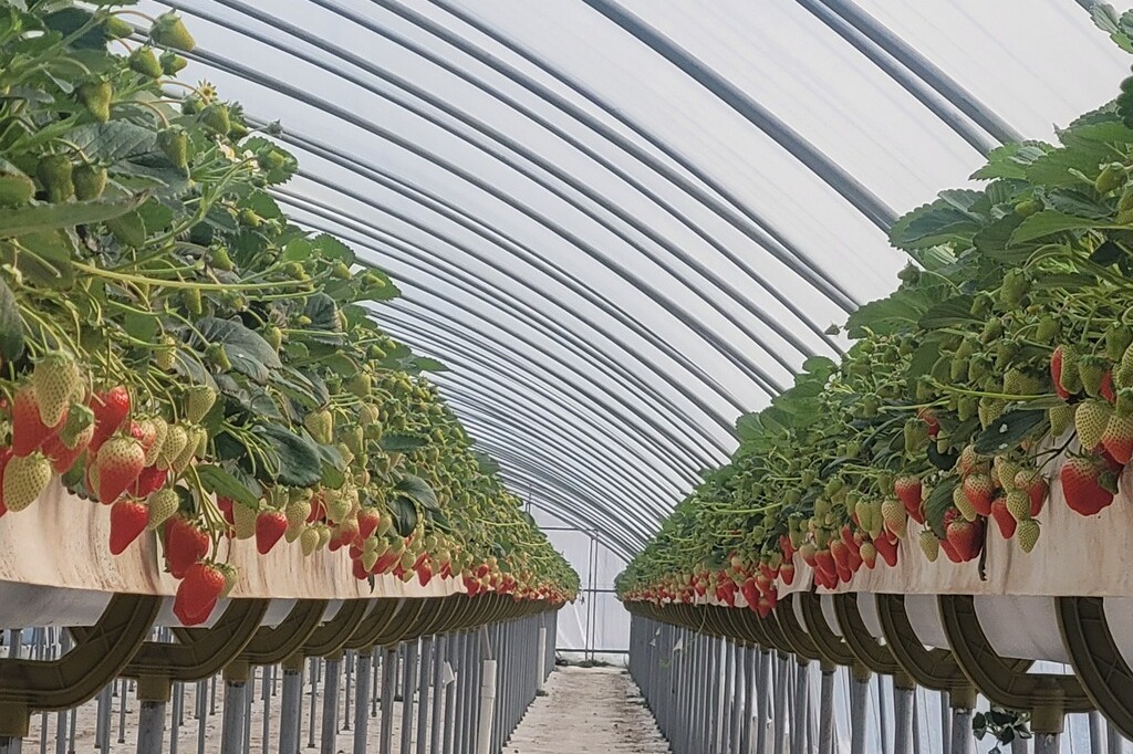 홍성군이 지역특화작목 딸기 신품종 '골드베리'를 출시했다. 홍성군 제공. 