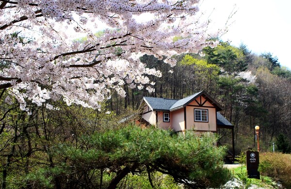 용화산자연휴양림 연립동 벚꽃