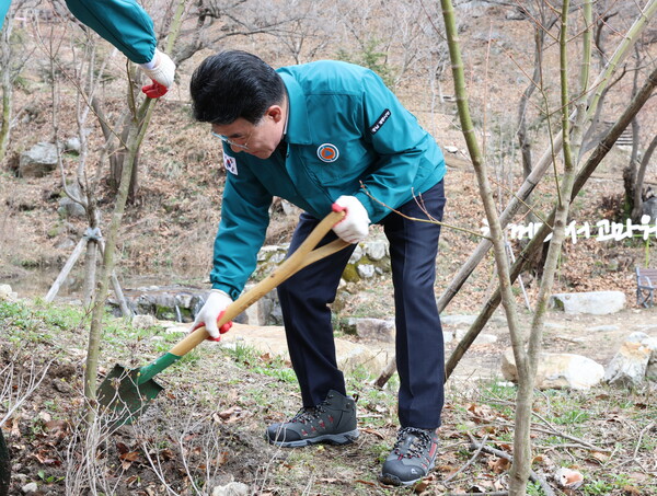 이응우 계룡시장이 청단풍 나무를 식재하는 모습.