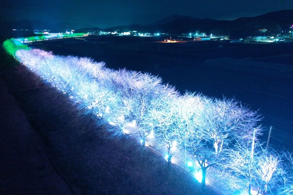 보청전 벚꽃길에 야간조명을 설치한 모습.