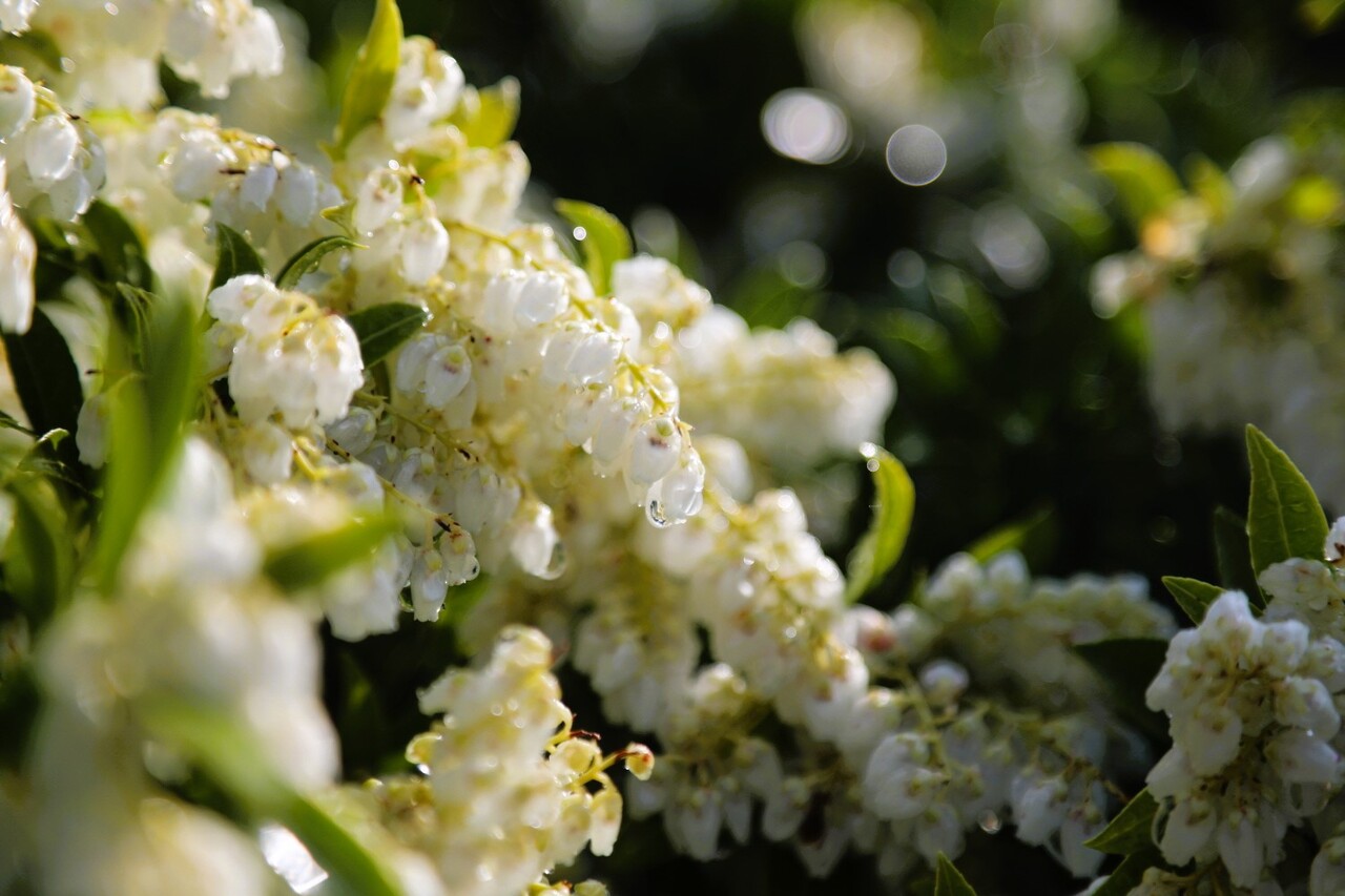 아침이슬을 머금은 마취목 퓨리티. 천리포수목원 제공.