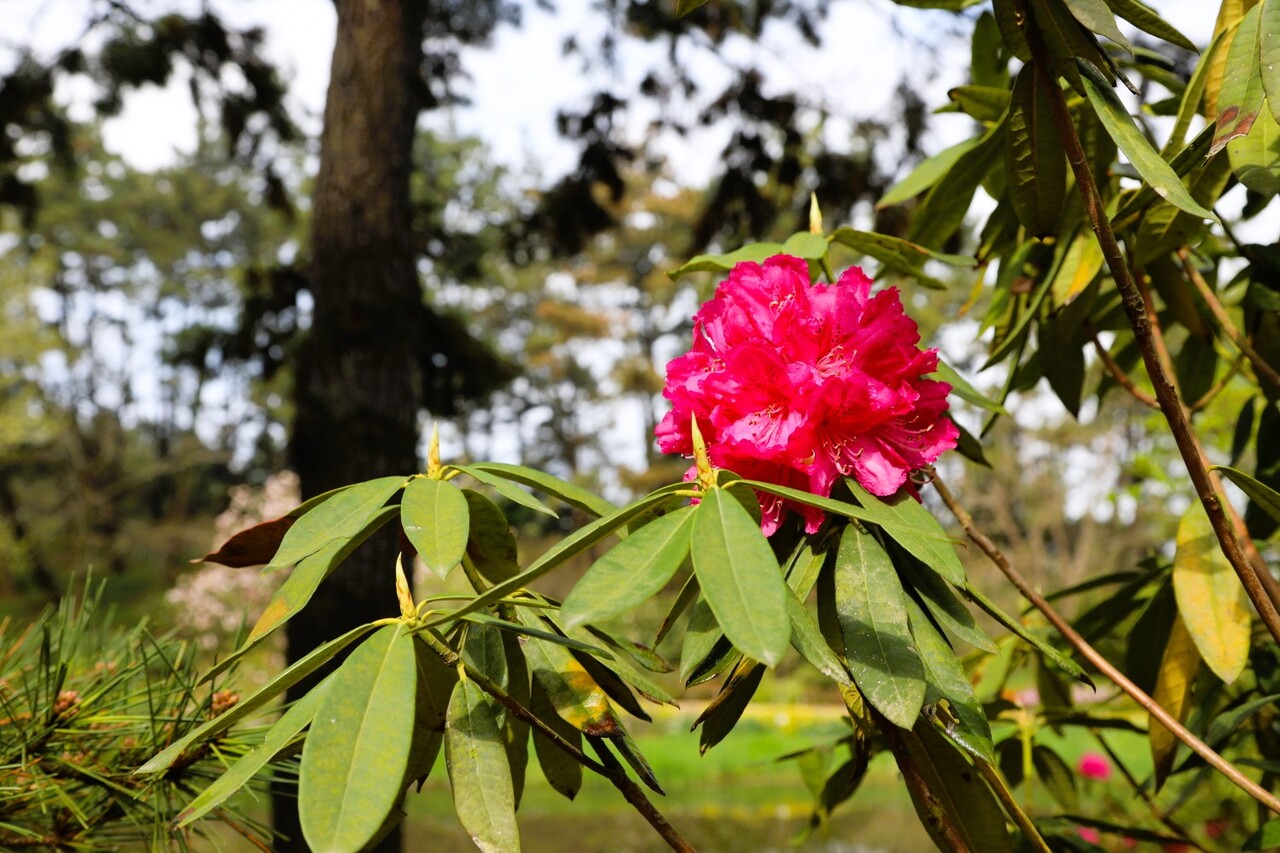자줏빛의 만병초 글리엘소란다. 천리포수목원 제공.