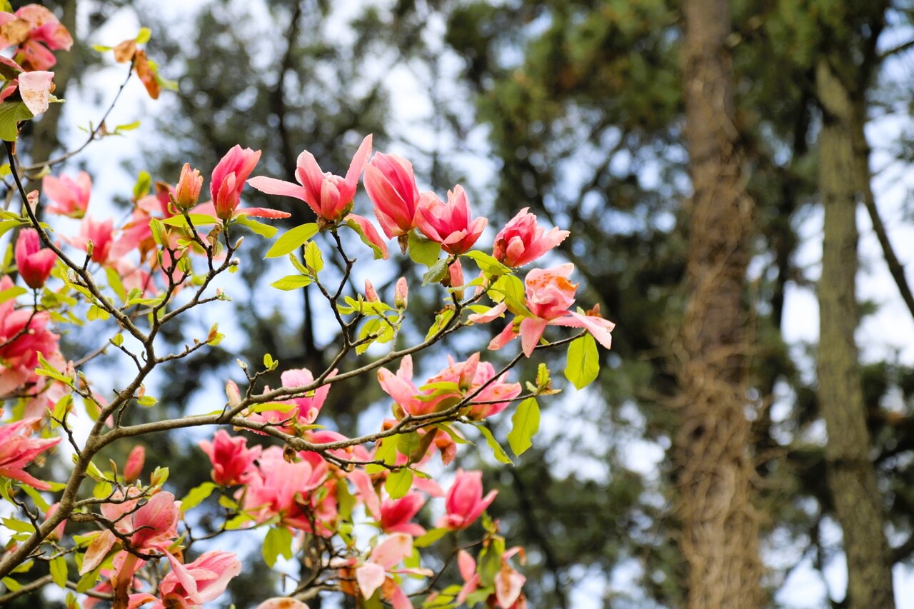 화려한 꽃잎을 피운목련. 천리포수목원 제공.