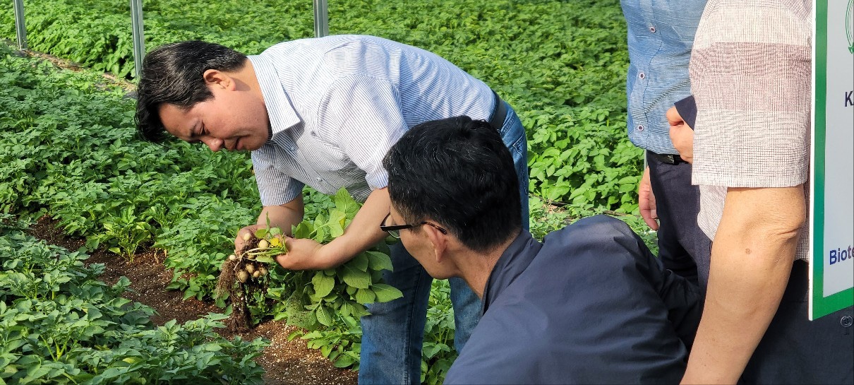 박 군수가 현지 씨감자 생산 현장을 둘러보고 있다. 부여군 제공. 