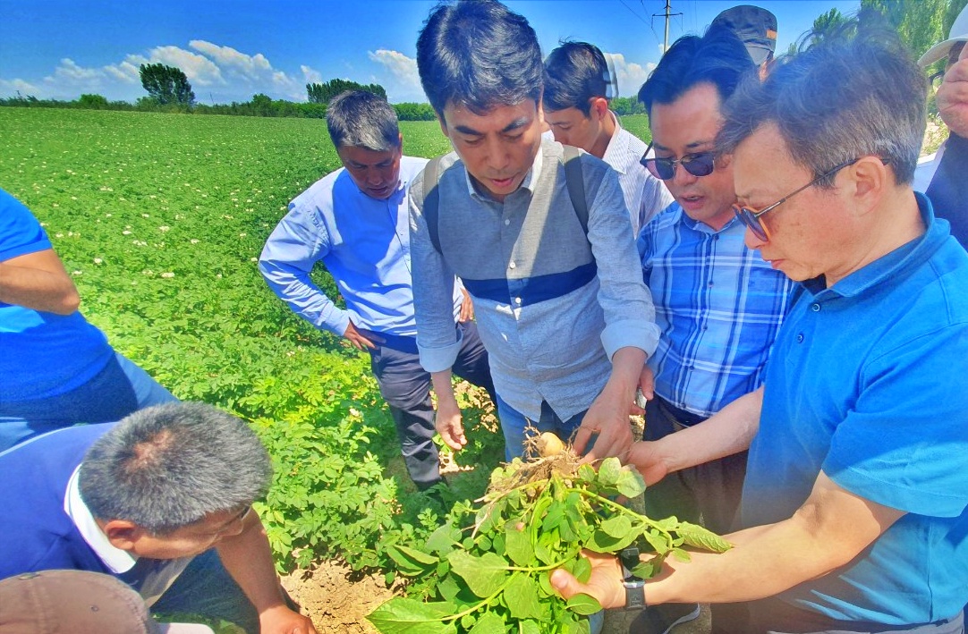 나눔에프앤비의 이화수 대표와 박정현 부여군수, 바이오숨의 박영희 대표가 나망간주 양기코루간 지역의 대규모 감자 농장을 방문했다. 현지 감자를 직접 캐 토양과 감자의 품질을 살펴보고 있다. 김다소미 기자. 