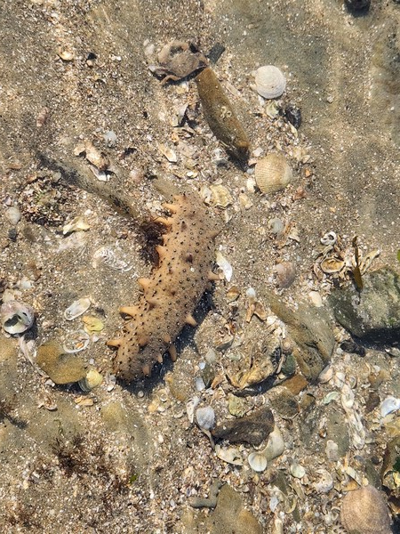 충남도가 올해부터 2026년까지 288억 원을 투입해 보령·태안 해역에 해삼 산란·서식장을 조성, 3년 내 생산량을 100% 늘리기로 했다. 사진=충남도