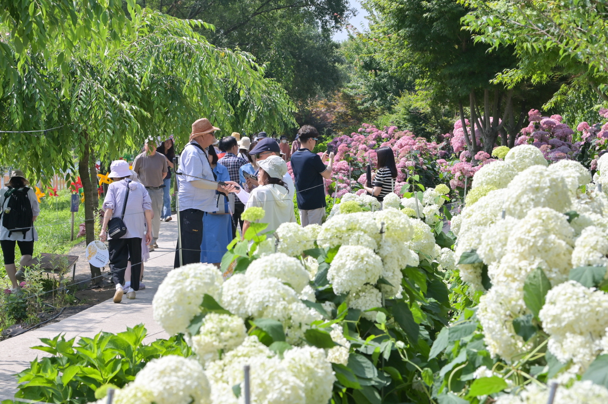 지난해 13만 명이 다녀간 공주유구 색동수국정원 꽃축제가 내달 14일부터 15일 열린다.