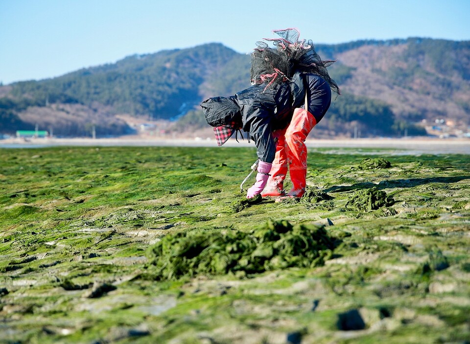 태안산 감태채취. 태안군 제공.