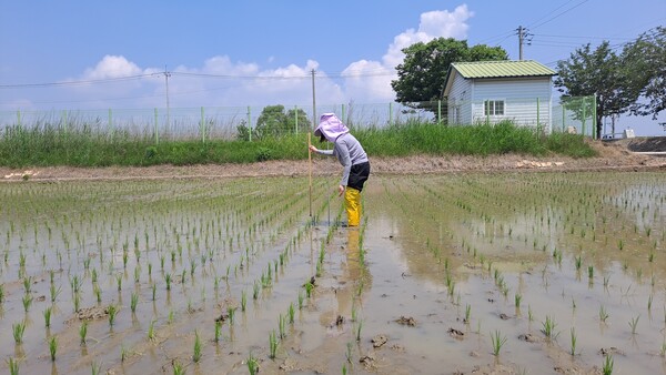 예찰포 생육조사.