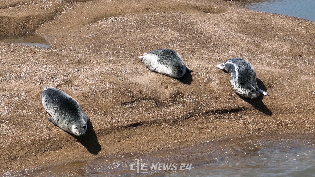 충남 서산 가로림만 모래톱에서 지난달 23일 포착된 점박이물범.  사진=서산시