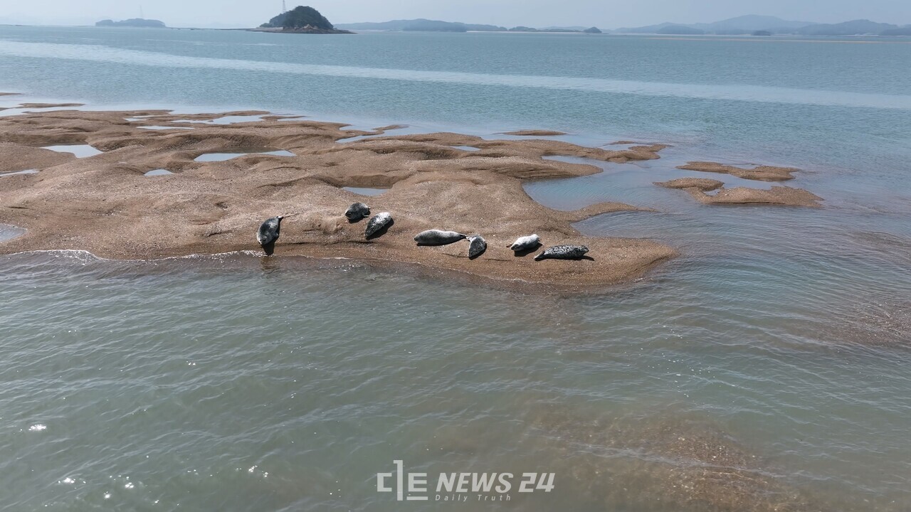 충남 서산 가로림만 모래톱에서 지난달 23일 포착된 점박이물범.  사진=서산시