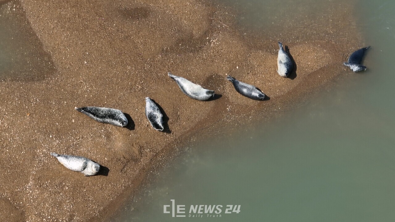 충남 서산 가로림만 모래톱에서 지난달 23일 포착된 점박이물범.  사진=서산시
