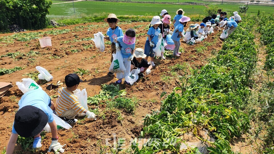충남 태안군 태안유치원 원아들이 12일 이원면 볏가리 마을에서 감자 캐기 체험을 하고 있다.  사진=태안교육지원청