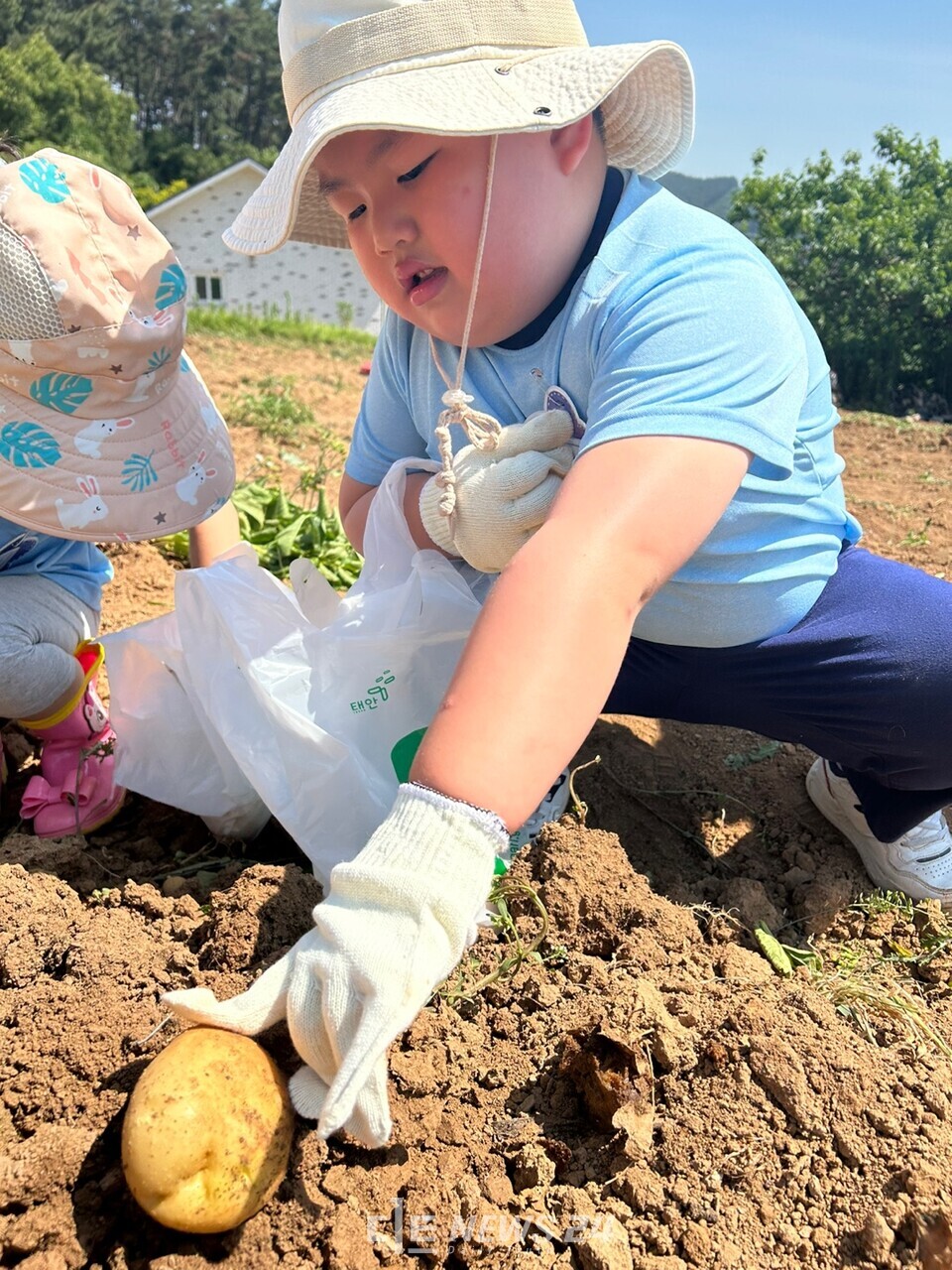 충남 태안군 태안유치원 원아들이 12일 이원면 볏가리 마을에서 감자 캐기 체험을 하고 있다.  사진=태안교육지원청