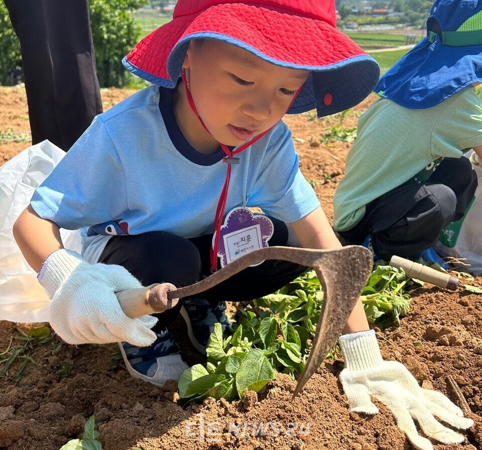 충남 태안군 태안유치원 원아들이 12일 이원면 볏가리 마을에서 감자 캐기 체험을 하고 있다.  사진=태안교육지원청