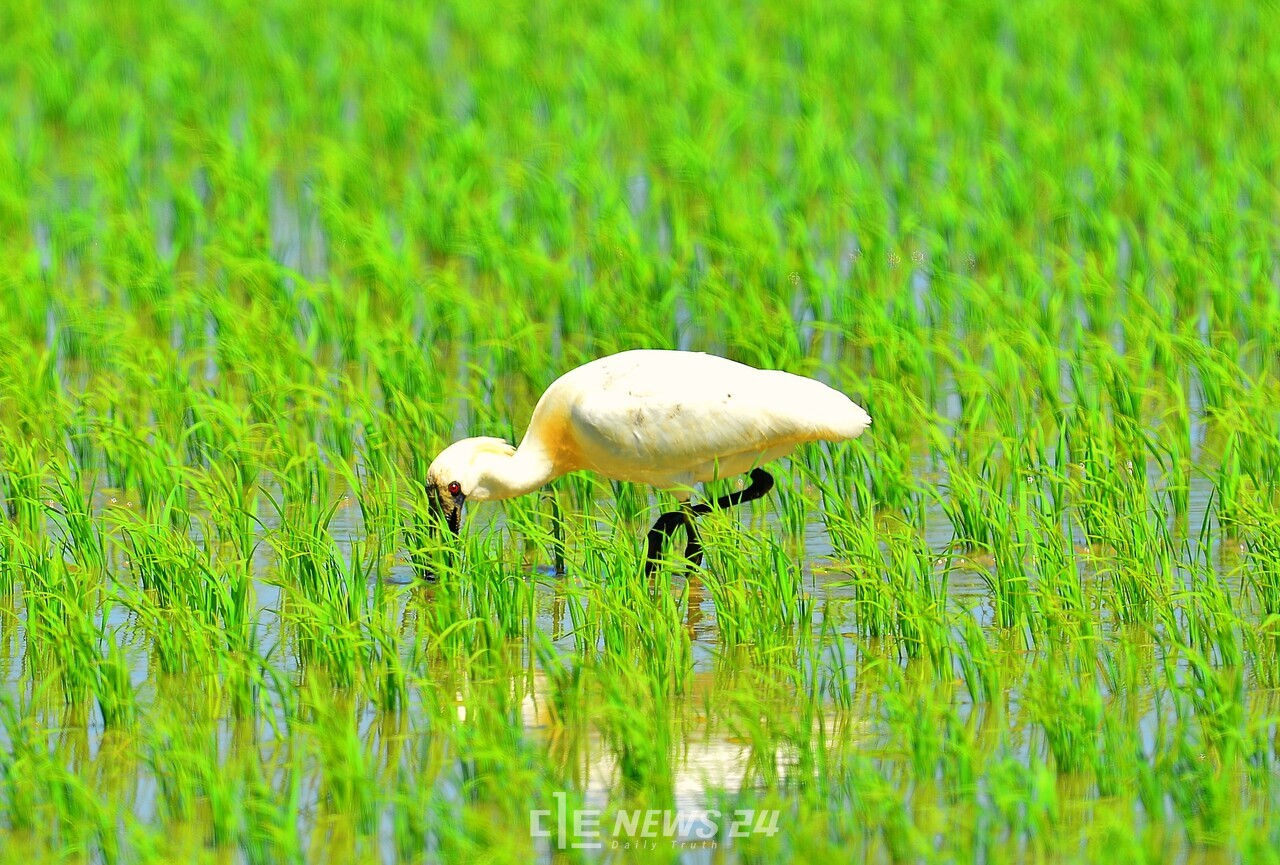 국제적 멸종위기종이자 천연기념물로 지정된 저어새 개체수가 부사호 주변에서 크게 늘어난 것으로 조사됐다.  부사호 주변에서 먹이활동 중인 저어새. 사진=서천군지속가능발전협의회