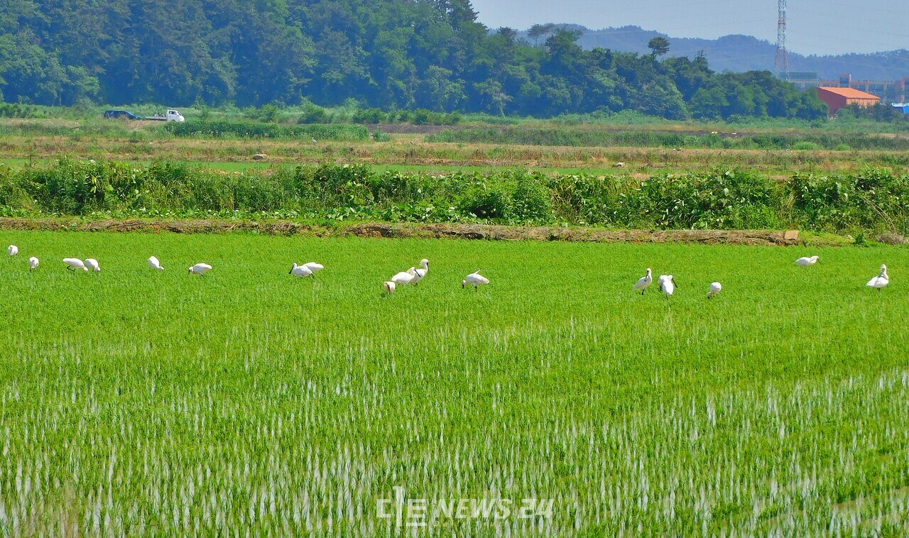 국제적 멸종위기종이자 천연기념물로 지정된 저어새 개체수가 부사호 주변에서 크게 늘어난 것으로 조사됐다.  부사호 주변에서 먹이활동 중인 저어새. 사진=서천군지속가능발전협의회