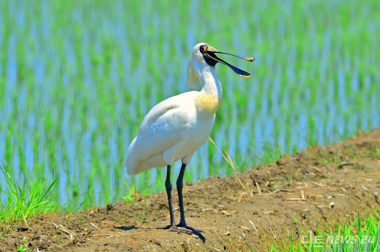 국제적 멸종위기종이자 천연기념물로 지정된 저어새 개체수가 부사호 주변에서 크게 늘어난 것으로 조사됐다.  도둔리 주변에서 먹이활동 중인 저어새. 사진=서천군지속가능발전협의회