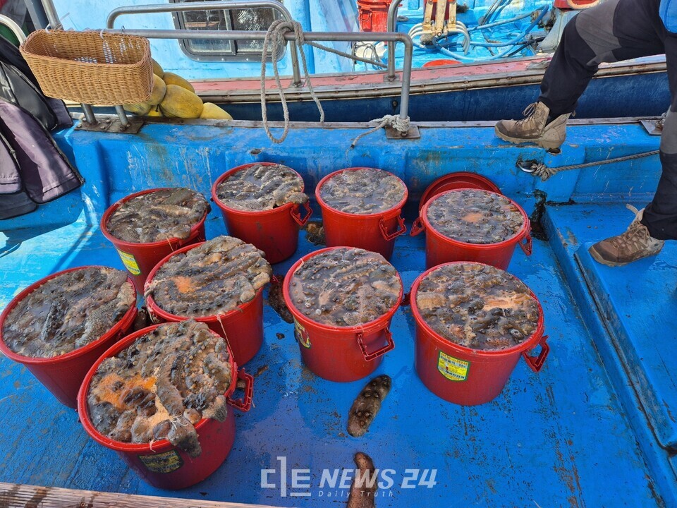 당진 왜목마을 교로어촌계가 3년여의 노력 끝에 해삼양식에 성공, 최근 2톤가량(4000만 원 상당)을 출하했다. 사진=당진시