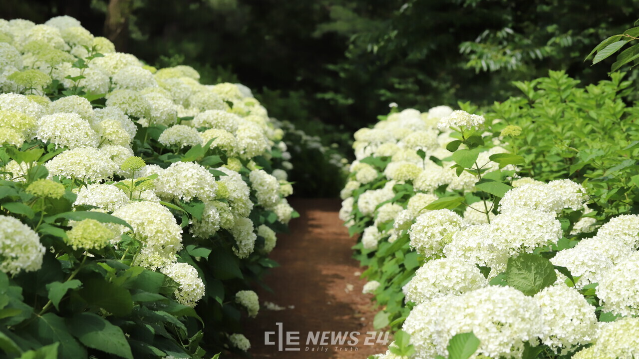 삼선산 수목원 수국.  사진=당진시
