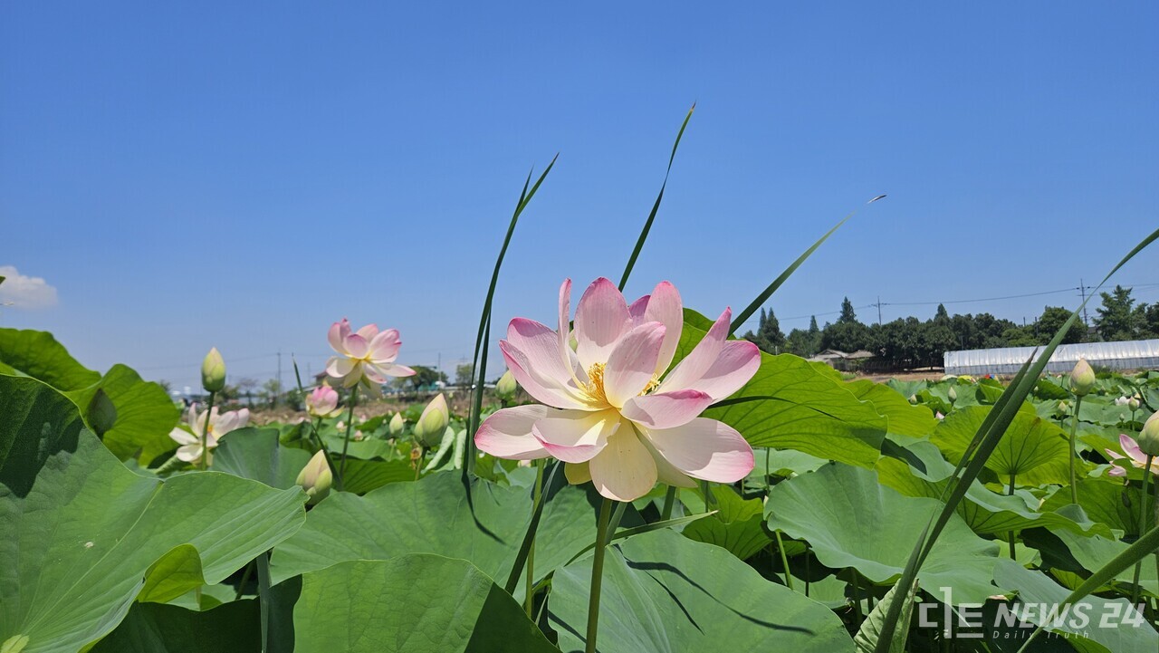합덕제 연꽃.  사진=당진시