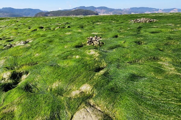 가로림만 갯벌에서 자라는 감태(가시파래). 사진=서산시