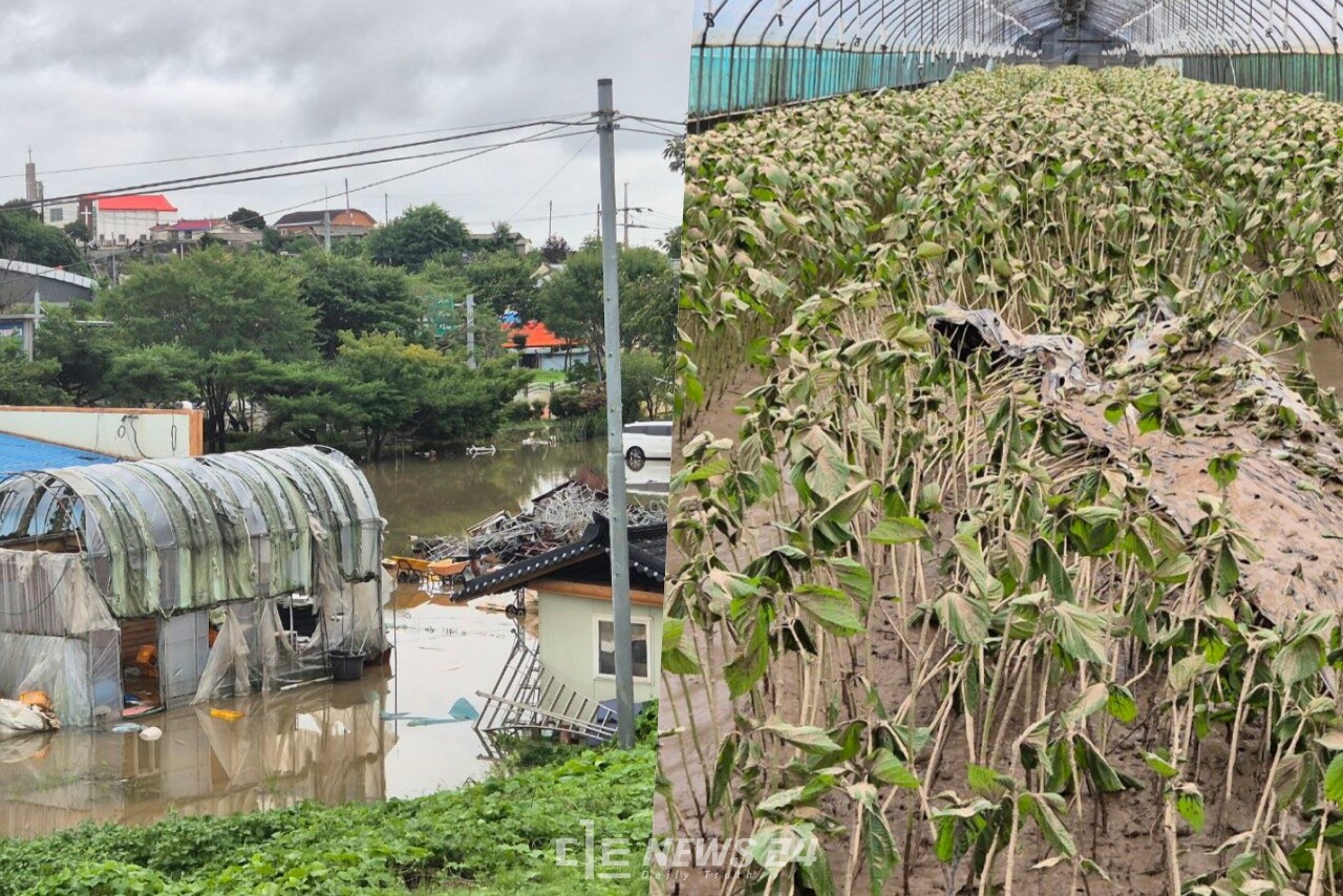 논산시 수해 현장(왼쪽)과 금산군 깻잎 농장 피해 모습. 황 의원실 제공.