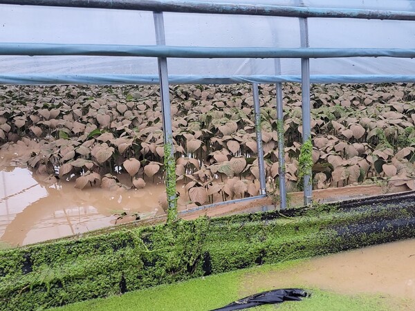 지난 10일부터 시작된 중부권 집중호우로 금산군 지역에 큰 피해가 발생했다. 사진은 금산군 한 시설재배농가에서 작물들이 토사에 덮힌 모습. /사진제공=금산군