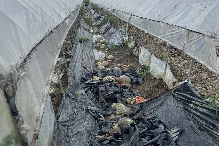 부여군 충화면의 한 수박 하우스가 물이 잠겨 썩은 수박들이 나뒹굴고 있다. 부여군 제공. 