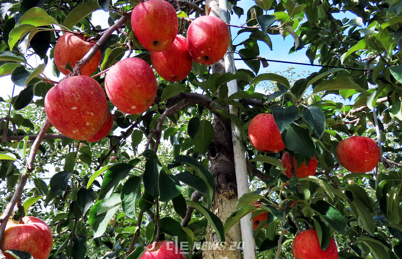 충남 예산군의 한 사과농가에서 따가운 가을 햇살에서 익어가고 있는 모습. 