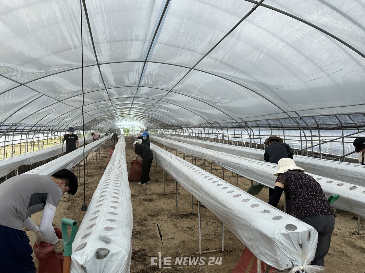 충남도 문화체육관광국 직원 50명도 이날 논산 연무읍 딸기 하우스 재배 농가를 방문해 침수 피해 하우스를 정리하고, 유실지를 복구하며 구슬땀을 흘렸다. 충남도