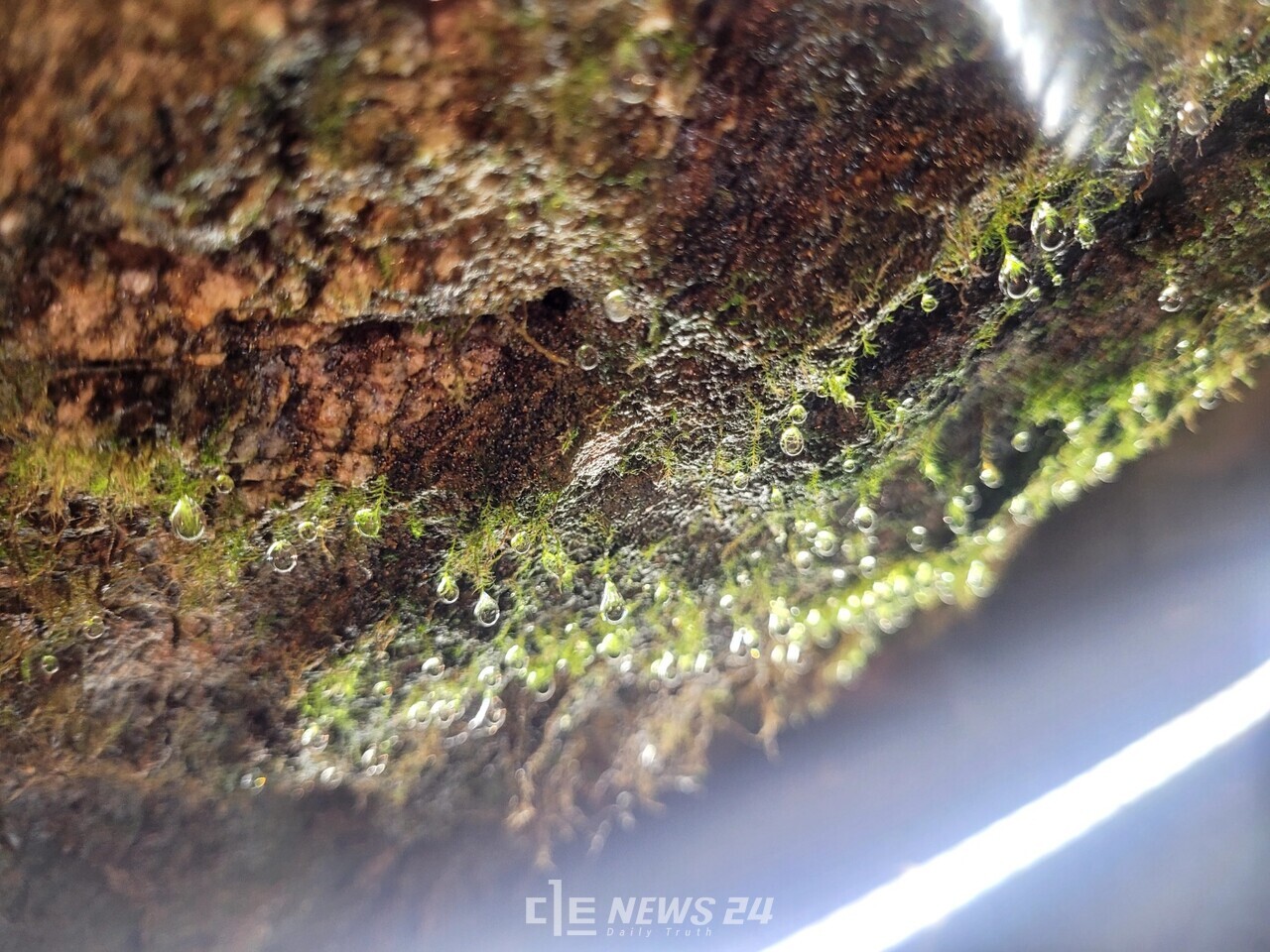 토굴 곳곳에는 이끼에 이슬이 맺혀 있다. 수분이 풍부하다는 의미다. 여러 조건이 딱 맞아 떨어질때 새우젓은 최고의 맛을 낸다. 김다소미 기자. 